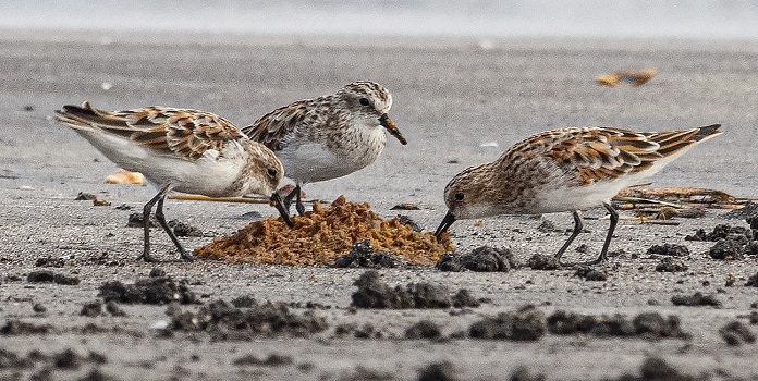 little stint bird