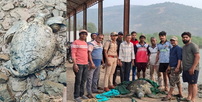 male green sea turtle