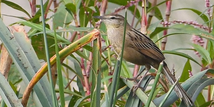 Striated grassbird