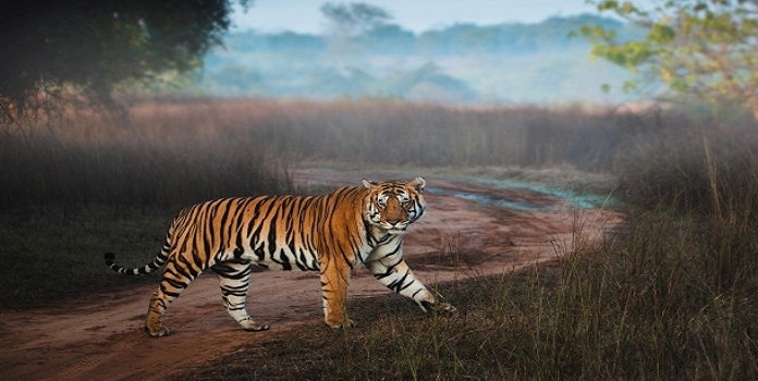 brahmapuri tiger corridor