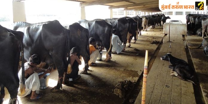  Mumbai’s Aarey Milk Colony