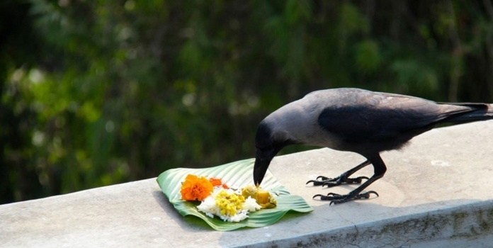  Shraddha Pitru Paksha Rituals