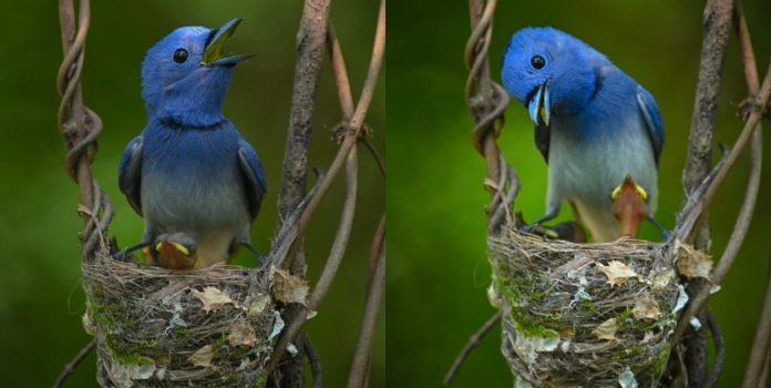 Black-naped Monarch Bird