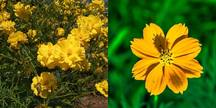 Cosmos Sulphureus Invasive Plant