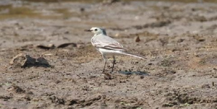 White Wagtail
