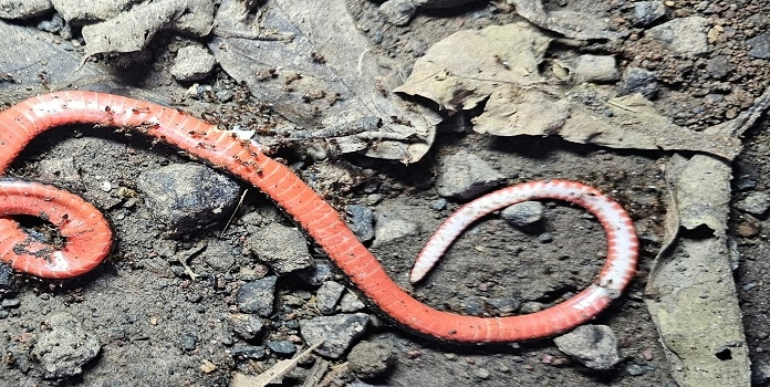 Rare Black Coral Snake in Kolhapur