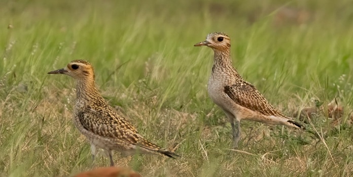 Solapur Grassland