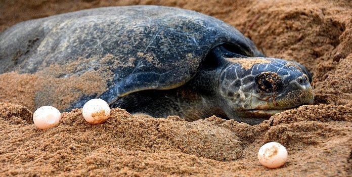 sea turtle nesting