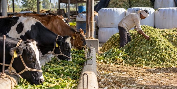 Nashik Fodder Transport Ban