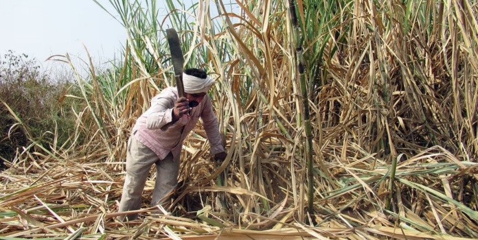 Maharashtra Sugarcane Workers Drought Crisis