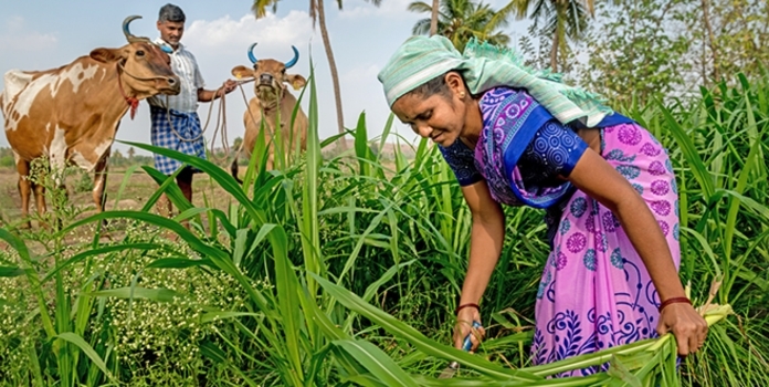 Maharashtra Fodder Cultivation Scheme