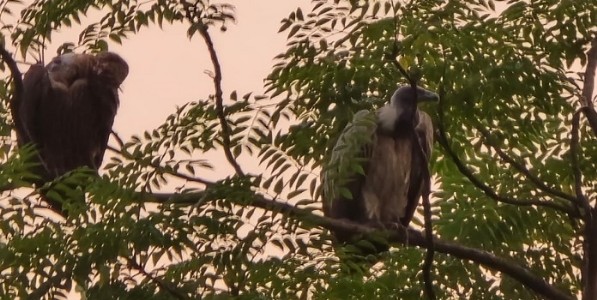 कोलाड-पुणे मार्गावरील झाडावर दुर्मीळ गिधाडांचा मुक्काम