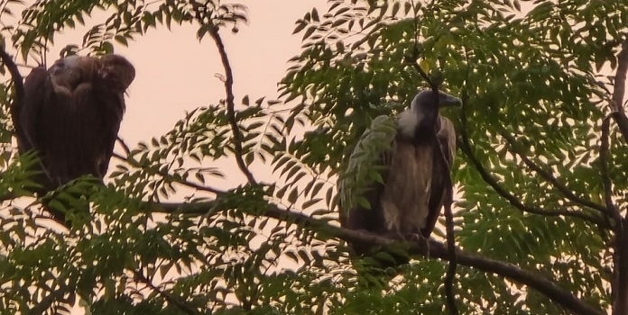 rare vulture