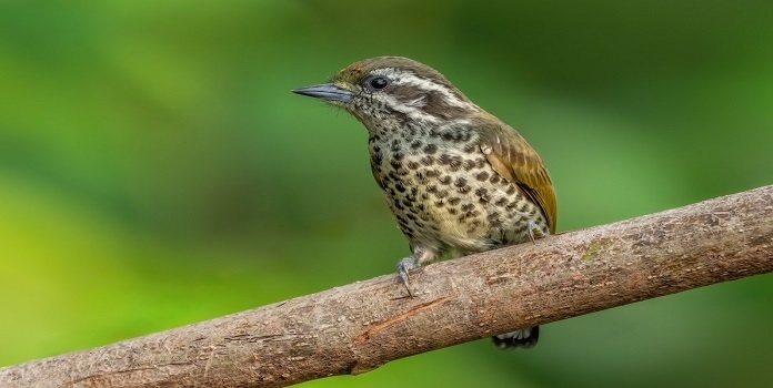 banda bird diversity