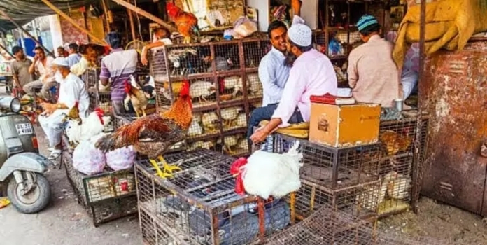 KDMC Unauthorized Meat Shops