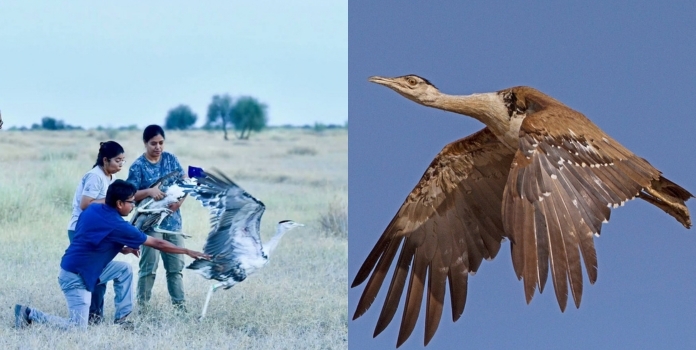 Great Indian Bustard Maharashtra Conservation