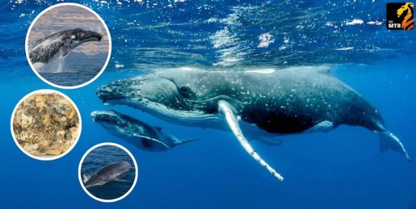जागतिक व्हेल दिन- महाराष्ट्रातील व्हेल