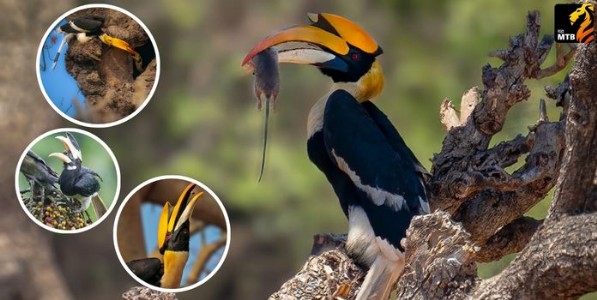 धनेशाची खाद्यविविधता