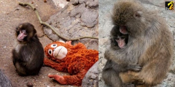 सोशल मीडियावर ट्रेंडिंग ‘बेबी पंच’ला अखेर मिळाला मायेचा आधार; व्हिडिओ व्हायरल