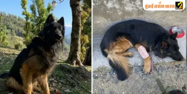 गोळी लागूनही दहशतवाद्यांवर तुटून पडला ‘वीर योद्धा’ टायसन; ऑपरेशन त्राशी-1 मधील शौर्याची कहाणी