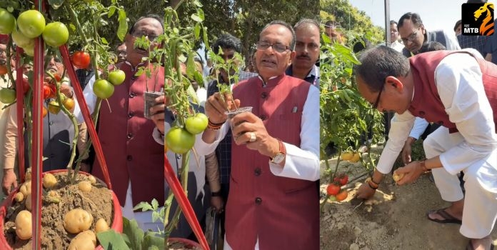 Single Plant Tomato and Potato: Shivraj Singh Chouhan Shares Special Video