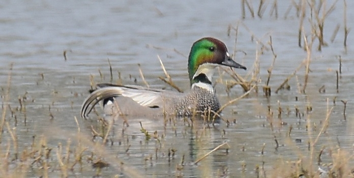 falcated duck