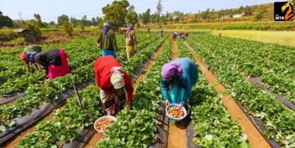 Women Farmers Empowerment : राज्याच्या ९ जिल्ह्यांतील महिला शेतकऱ्यांना मिळणार शाश्वत शेतीचे प्रशिक्षण;