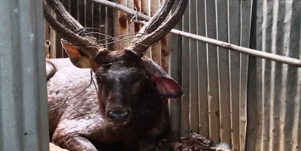 बोरिवली नॅशनल पार्कमध्ये शिकारीचे प्रयत्न; तारेच्या फासकीत अडकलेल्या सांबराची सुटका