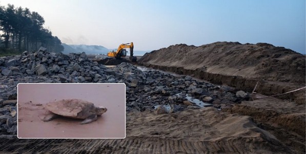 sea turtle kokan - रत्नागिरीच्या किनाऱ्यांवरील बंधाऱ्यामुळे सागरी कासवांचे हाल