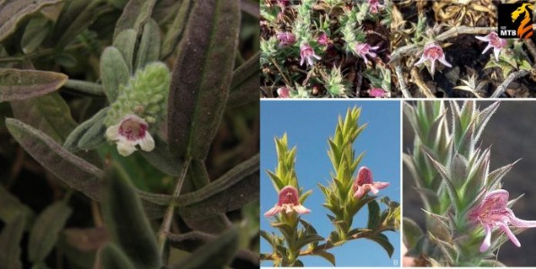 वनस्पतींमधील कोचणारी ‌‘कोच‌’