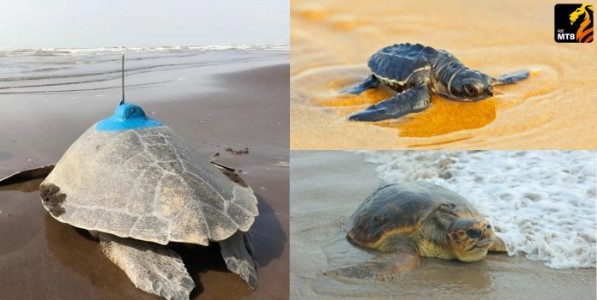 कासवांना संशोधनाची जोड