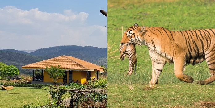 sindhudurg tiger