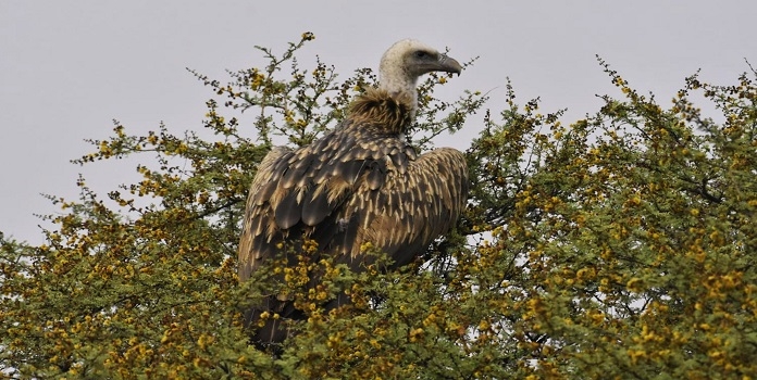 Himalayan Griffon vulture