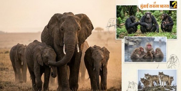 निसर्गाच्या शाळेतील नेतृत्वाचा धडा...