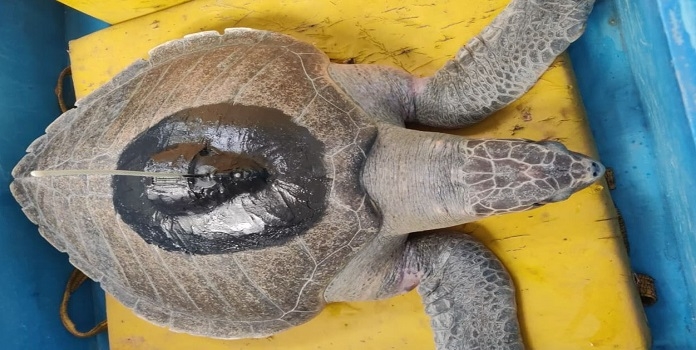 dahanu dhavallaxmi turtle