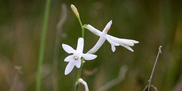 कोकणच्या फुलराणीला वाचवण्यासाठी करा मतदान; कोकण दिपकाडीसाठी आंतरराष्ट्रीय निवडणूक