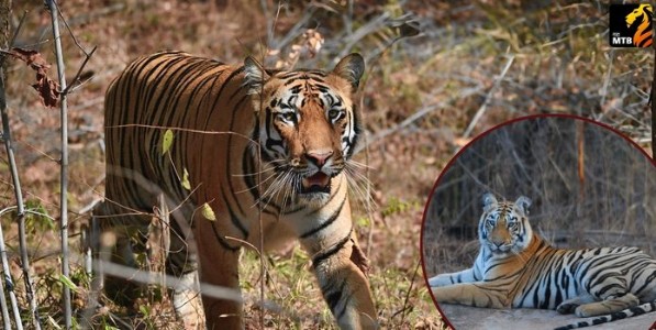 ताडोबा भेटीचा क्षण