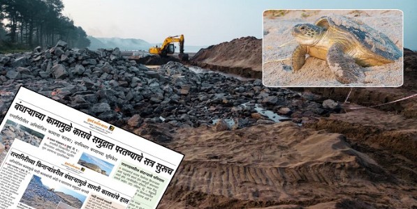 कासवांमुळे रत्नागिरीच्या किनाऱ्यावरील बंधाऱ्याच्या नव्या कामांना स्थगिती; दै. 'मुंबई तरुण भारत'च्या वृत्ताची दखल