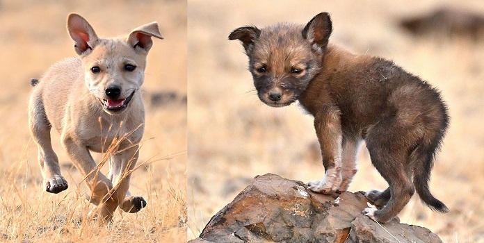 wolf-dog hybridisation