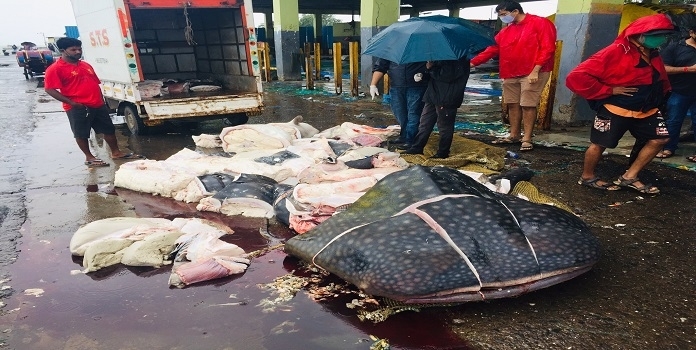 illegal trade of protected marine species