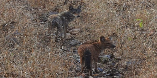 मेळघाटात लांडगा आणि रानकुत्र्यांची युती; रानकुत्र्याच्या कळपाचे नेतृत्व लांडग्याकडे