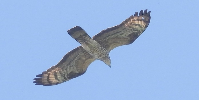 European Honey Buzzard