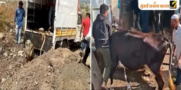 छत्रपती संभाजीनगरात ४०० किलो गोमांस जप्त; ८ जिवंत गायींची सुटका!