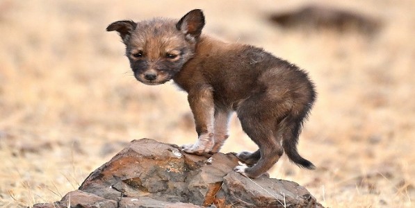 कडबनवाडीतील लांडगा-कुत्र्याच्या संकरित पिल्लांचे झाले विलगीकरण; रक्ताचे नमुने पाठवणार...