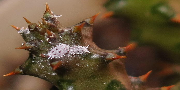 new species of mealybug