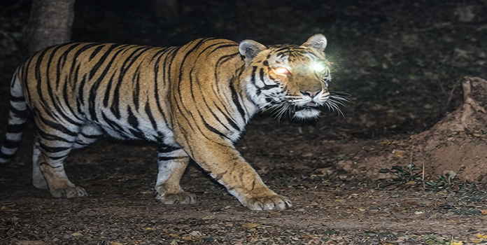 sahyadri tiger