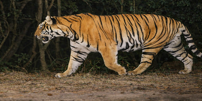 sahyadri tiger