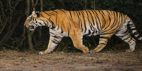 sahyadri tiger राधानगरीचा नवा वाघ 'रायबा'; सह्याद्रीतील नर वाघांच्या संख्येत वाढ