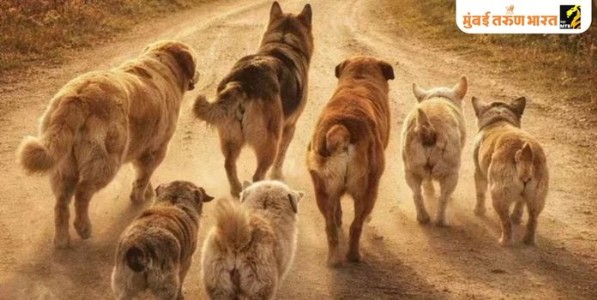 ‌‘मॅग्निफिसेंट सेव्हन‌’ची शिकवण