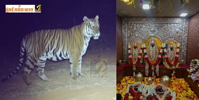 sahyadri tiger baji